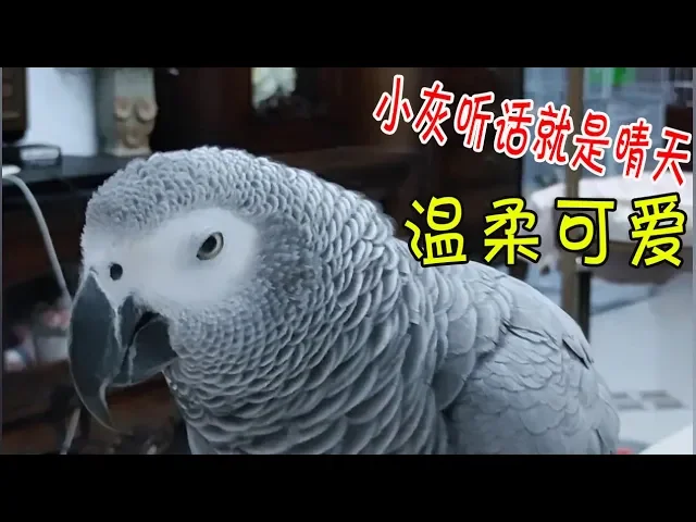 会说话的鹦鹉: 一个人,一只鸟,幸福的小灰和妈妈每天过着快乐的日子【顶嘴的小灰】